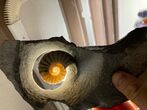 Ammonite (Asteroceras) Fossil - Glows When Backlit! #171258-2